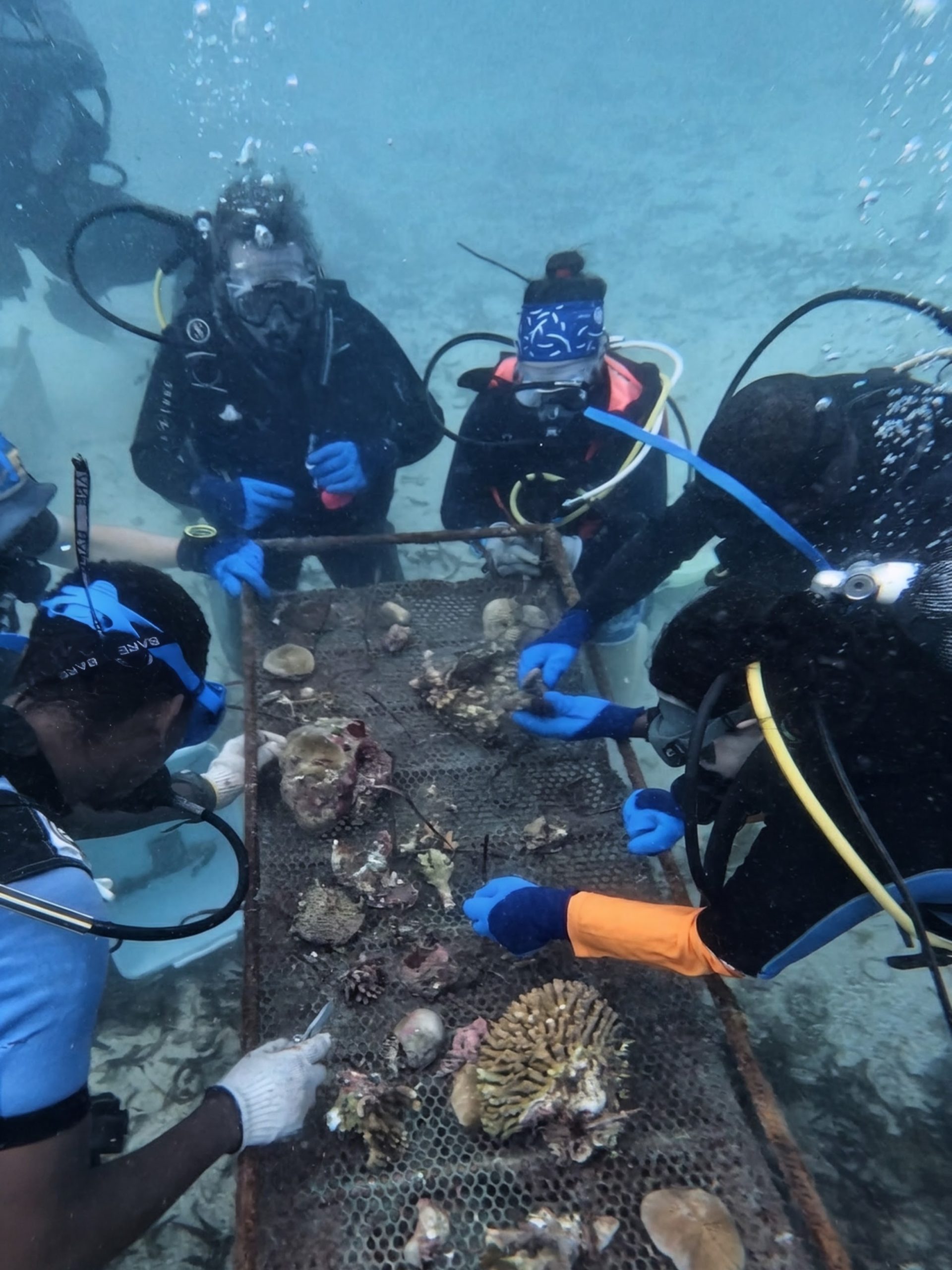 Planting corals in the Nursery
(Image courtesy of lucky.underwater)