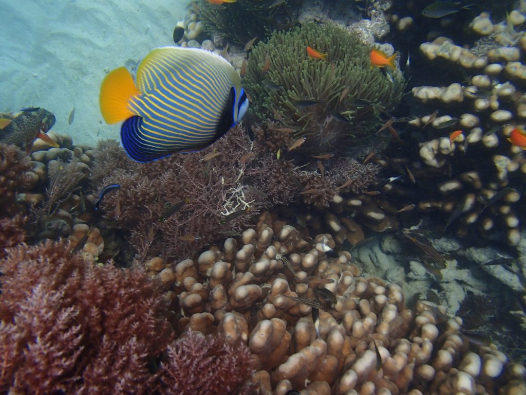 image with an emperor reef fish, anemone and healthy looking coral and algae