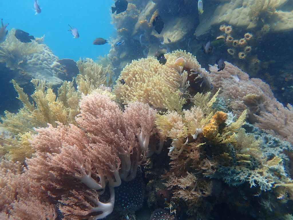 image showing different types of soft corals and anemones on a reef in Watamu
