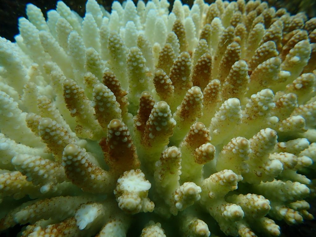 a close up of bleaching acropora corals in Watamu Kenya 2024