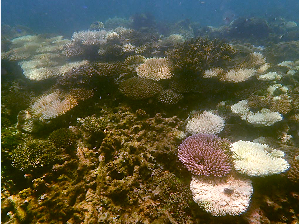bleaching acropora coral colonies in Watamu 2024