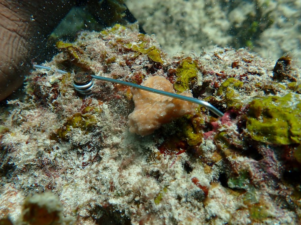  a coral fragment attached to the reef using a spring and nail
