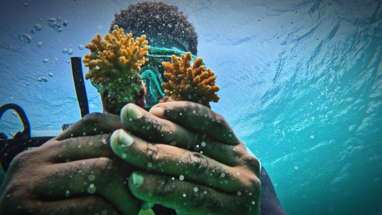 A diver holding coral fragments